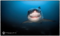   Smile This cute sub 5m female Great White has perfect smile. photo particularly like gives her some character goes long way dispelling myth caused open mouth aggressive GWS shots. shots  